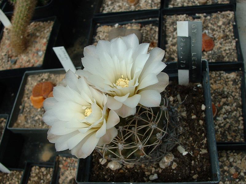 Gymnocalycium leeanum.JPG